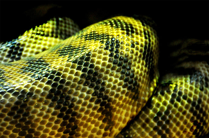 Wildlife Photography Artwork of the patterns on the Woma Sand Python. Unframed Print.