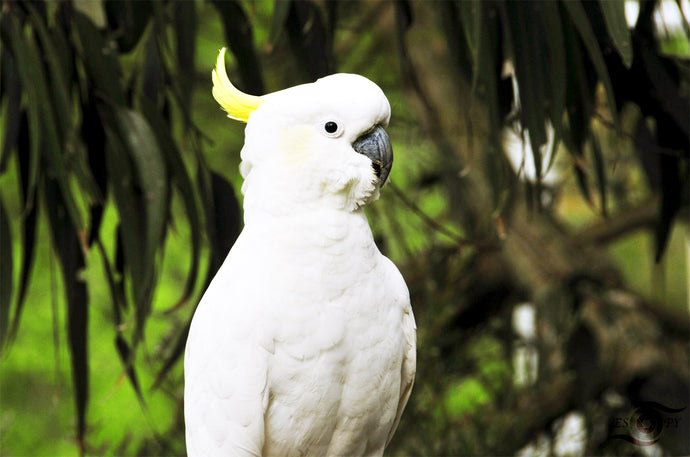 Wildlife Photography Artwork of a Sulphur Crested Cockatoo taken in South Australia. Unframed Print. 